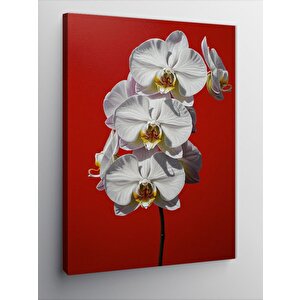 Kanvas Tablo Beyaz Orkide Çiçekleri 50x70 cm