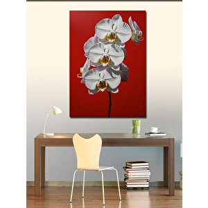 Kanvas Tablo Beyaz Orkide Çiçekleri 50x70 cm