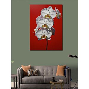 Kanvas Tablo Beyaz Orkide Çiçekleri 100x140 cm