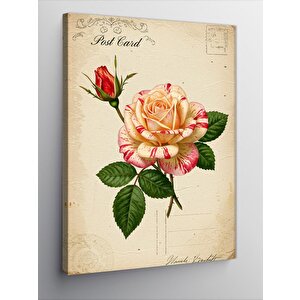 Kanvas Tablo Pembe Gül Ve Posta Kartı 50x70 cm
