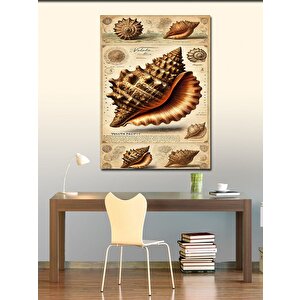 Kanvas Tablo Deniz Kabuğu Ve Antik Çizim 100x140 cm