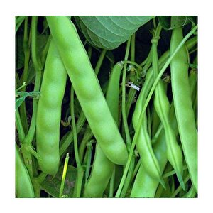 Yerli̇ Boncuk Ayşe Sirik Fasulye Tohumu 2 Kg