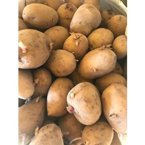 Agria Yerli Tohumluk Patates 5 Kg
