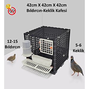 Bıldırcın, Keklik, Yarka Kafesi Ekox1 Beyaz Kahverengi
