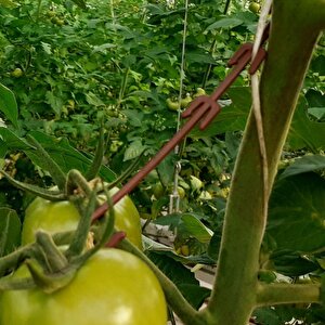Salkım Tutucu J Baston 500 Adet - Bsr Garden