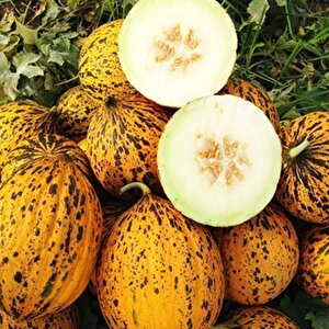 Ata Tohumları Geleneksel Kırkağaç 637 Kavun Tohumu (20 Tohum)
