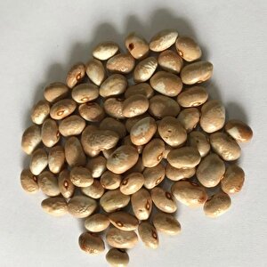 Tombul Ayşe Kadın Sırık Çarşamba Fasulye Tohumu (10 Tohum)