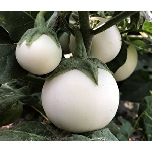 Big White Beyaz Patlıcan Tohumu (15 Tohum)