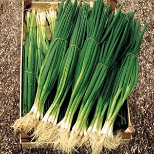 Ata Tohumları Geleneksel Yüksek Aromalı Yeşil Soğan Tohumu(50 Tohum)