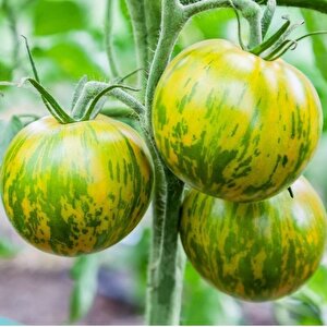Nadir Çizgili Green Zebra Domates Tohumu (15 Tohum)