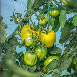 İllusia Sarı Etli Domates Tohumu (15 Tohum)