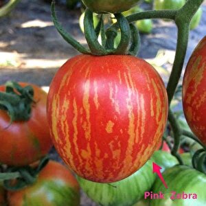 Etli Pink Zebra  Domates Tohumu (15 Tohum)
