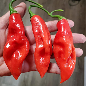 Trinidad Seasoning Biber Tohumu (15 Adet)
