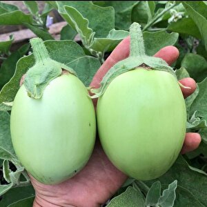 Apple Green Etli  Patlıcan Tohumu (15 Tohum)