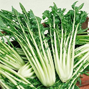 İtalyan Mutfağına Özgü Geleneksel Catalogna Emerald Endive Tohumu (50 Tohum)