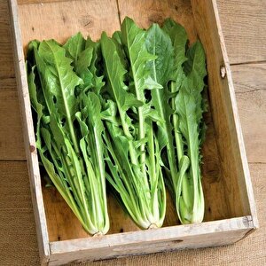 İtalyan Mutfağına Özgü Geleneksel Catalogna Emerald Endive Tohumu (50 Tohum)