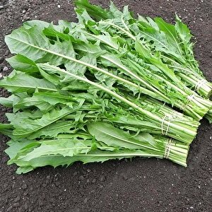 İtalyan Mutfağına Özgü Geleneksel Catalogna Emerald Endive Tohumu (50 Tohum)