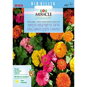 Miracle Karışık Kaliforniya Zinya Kirli Hanım Çiçeği Tohumu (50 Tohum)