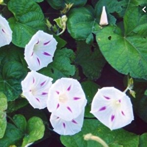 Seta Gündüz Sefası Çiçeği Tohumu(10 Tohum)