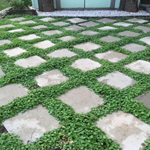 Dona Dayanıklı Dichondra Repens Fare Kulağı Tohumu(50 Gram)