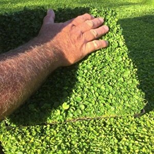 Dona Dayanıklı Dichondra Repens Fare Kulağı Tohumu(50 Gram)