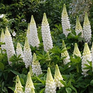 White Sky Lupin Acı Bakla Çiçeği (30 Tohum)