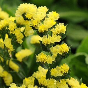 Limonium Sinuatum Deep Yellow Deniz Lavantası Tohumu(30 Tohum)