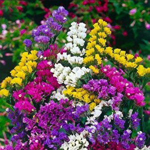 Limonium Sinuatum Deep Yellow Deniz Lavantası Tohumu(30 Tohum)