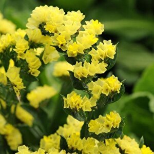 Limonium Sinuatum Deep Yellow Deniz Lavantası Tohumu(30 Tohum)