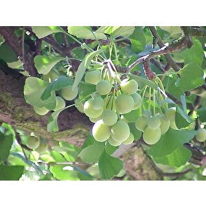 Ginkgo Biloba Mabet Ağacı Tohumu (3 Tohum)