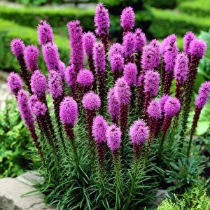Purple Rose  Liatris Çiçeği Tohumu(40 Tohum)