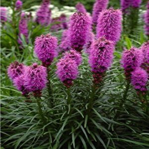 Purple Rose  Liatris Çiçeği Tohumu(40 Tohum)