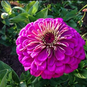 Dahlia Çiçekli Violet Quen Zinya Çiçeği Tohumu(40 Tohum)