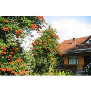 Pembe Trompet Campsis Radicans Çiçeği Ağacı Tohumu(5 Tohum)