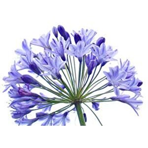 Agapanthus Afrika Nil Süseni Şefkat Çiçeği Tohumu (5 Tohum)