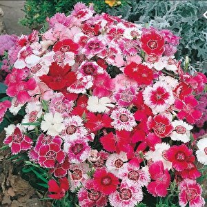 Dianthus Heddewigii Baby Doll Karanfil Çiçeği Tohumu(100 Adet)