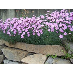 Dianthus Kır Pembesi Çiçeği Tohumu(50 Adet)