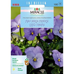 Miracle Blue Perfection Mavi Hercai Menekşe Çiçeği Tohumu (150 Tohum)