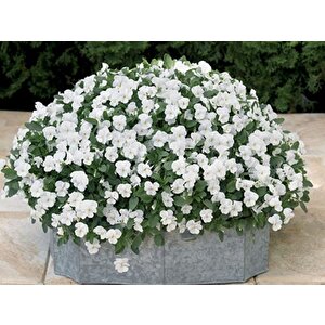 Viola Cornuta White  Perfection Menekşe Çiçeği Tohumu(100 Tohum)