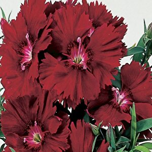 Chabaud Crimson Karanfil Çiçeği Tohumu(70 Adet)