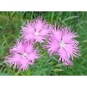Püsküllü Pembe Dianthus Çiçeği Tohumu(50 Adet)