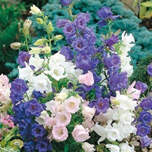 Calycanthema ‘cup & Saucer’  Campanula Karışık Çan Çiçeği Tohumu (100 Tohum)
