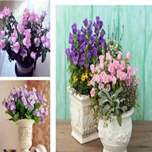 Calycanthema ‘cup & Saucer’  Campanula Karışık Çan Çiçeği Tohumu (100 Tohum)