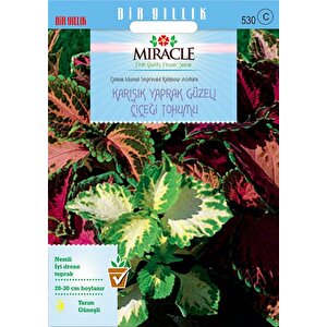 Miracle Karışık Renkli Kolyos (coleus) Yaprak Güzeli Çiçeği Tohumu(100 Tohum)