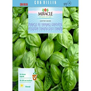 Miracle İri Yapraklı Genovese Fesleğen Tohumu (250 Tohum)