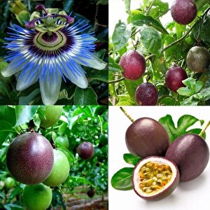 Passiflora Edulis Maruçya Tohumu (3 Adet)