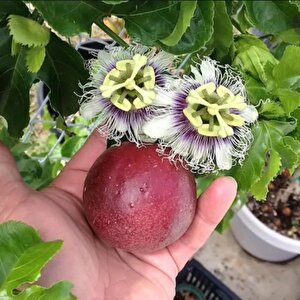 Passiflora Edulis Maruçya Tohumu (3 Adet)