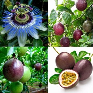 Passiflora Edulis Maruçya Tohumu (3 Adet)