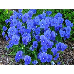 Viola Cornuta Osirus Blue Perfection Çiçeği Tohumu(100 Tohum)
