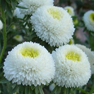 Pompon White Aster Çiçeği Tohumu(50 Tohum)